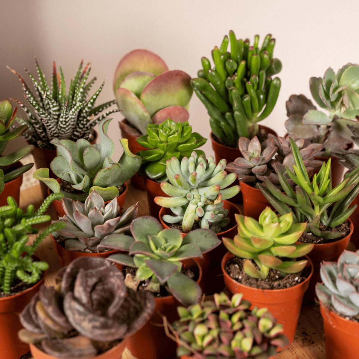 Succulenten mix 20 stuks ø5,5 cm