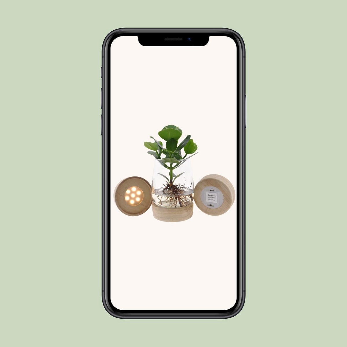 Kamerplant Clusia met LED in Kingston glas
