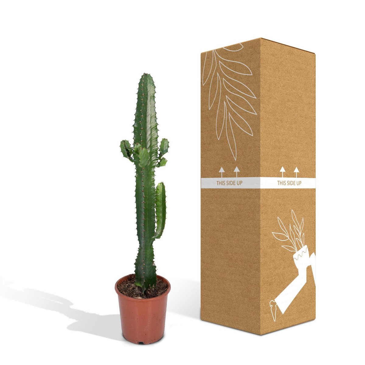 Cactus Euphorbia Acrurensis Ø17cm 50cm