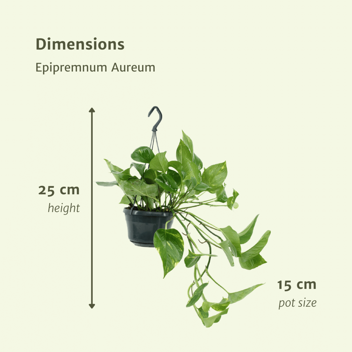 Epipremnum Golden 2x 25 cm pot Ø15 cm