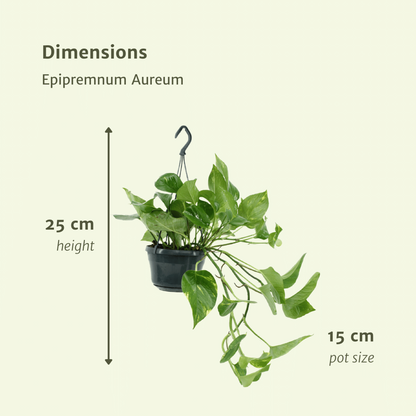 Epipremnum Golden 2x 25 cm pot Ø15 cm