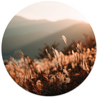 Muurcirkel golden grass Dibond/Forex