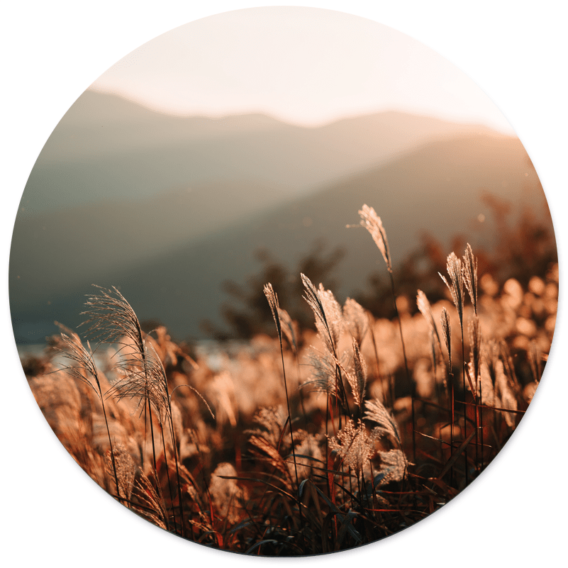 Muurcirkel golden grass Dibond/Forex