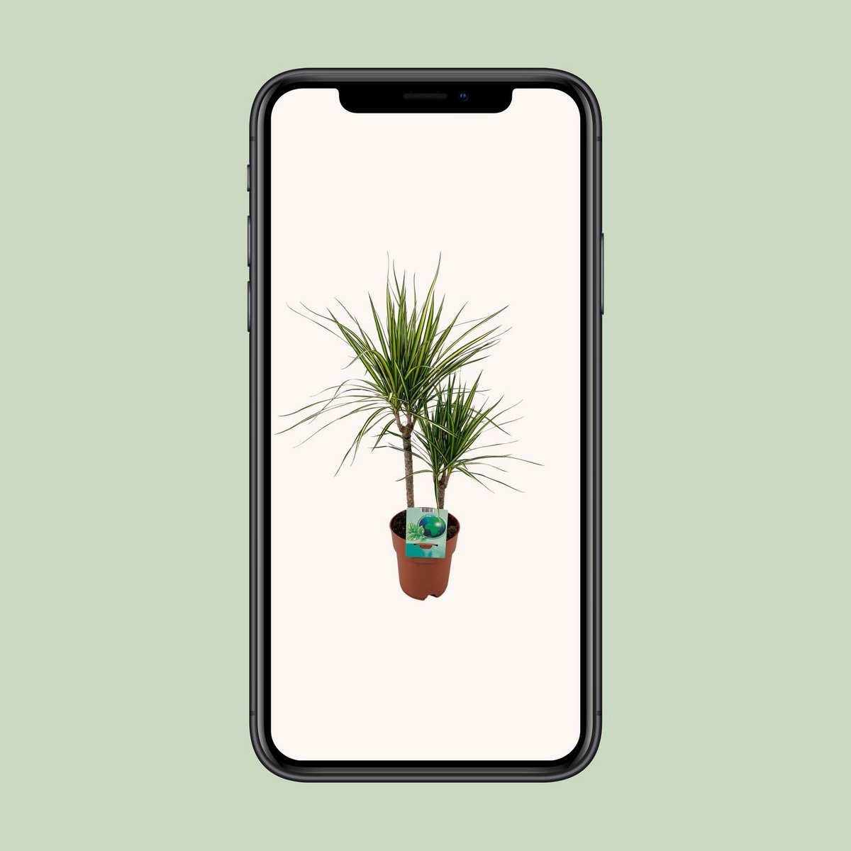 Dracaena margina bicolor - Ø19cm - ↕70cm