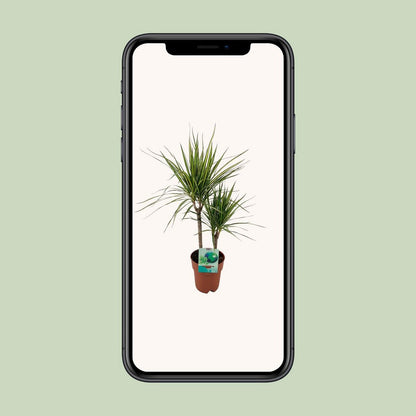 Dracaena margina bicolor - Ø19cm - ↕70cm