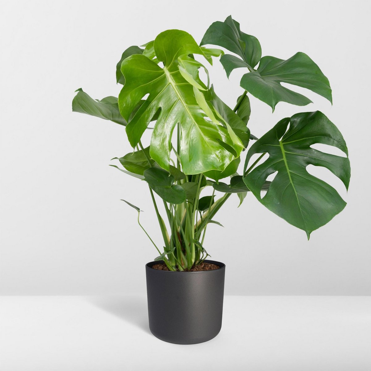 Kamerplant Monstera Deliciosa Ø21cm 65cm