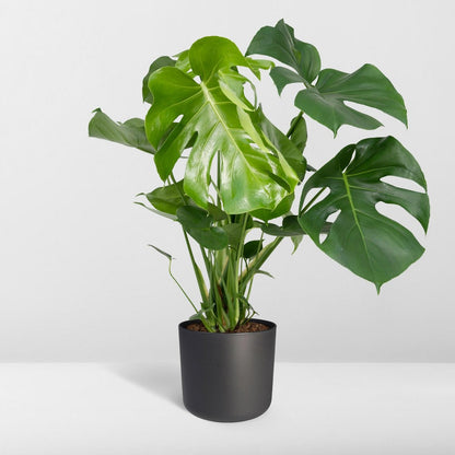 Kamerplant Monstera Deliciosa Ø21cm 65cm