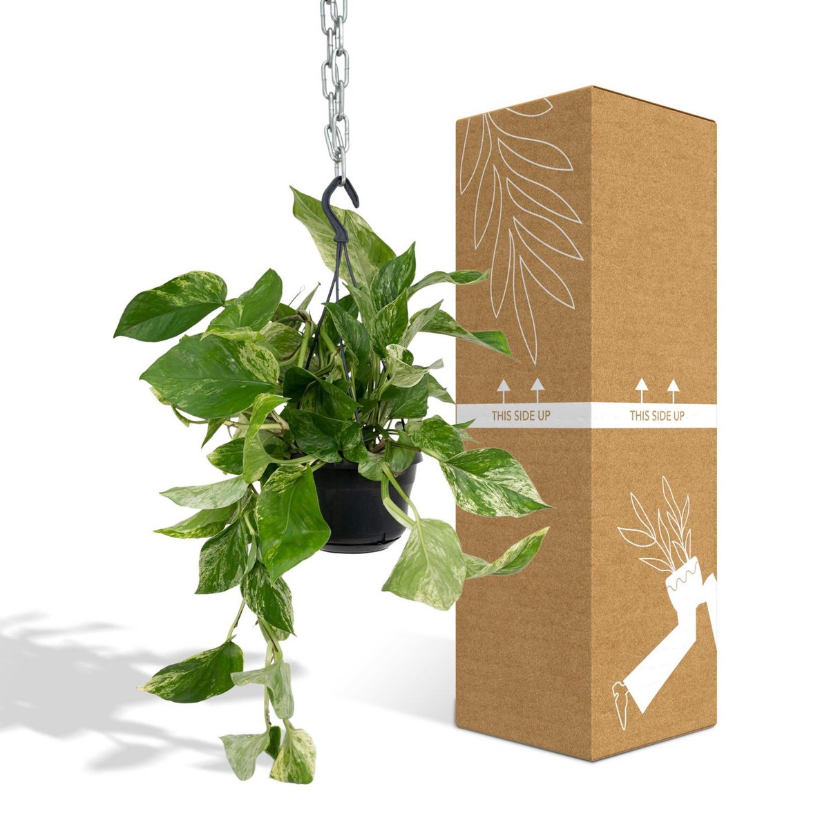 Kamerplant Epipremnum Marble Queen Ø15cm