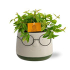 Kamerplant Peperomia Ang. Viva rocca Ø11x15cm groen met pot
