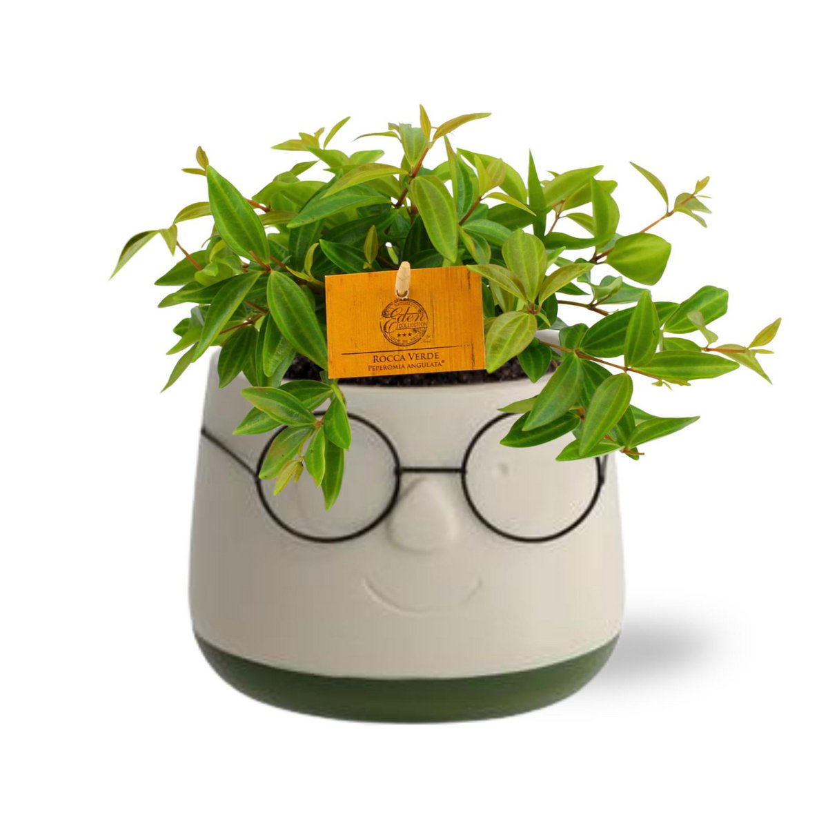 Kamerplant Peperomia Ang. Viva rocca Ø11x15cm groen met pot