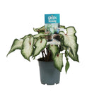 Caladium white - Ø12cm - ↕25 cm