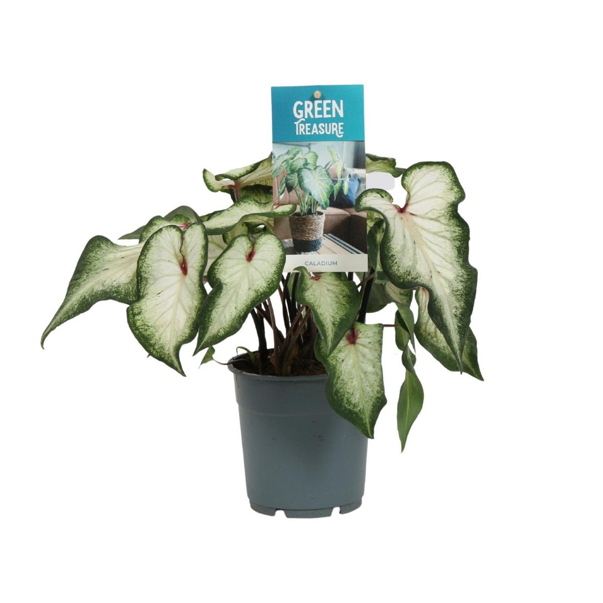 Caladium white - Ø12cm - ↕25 cm