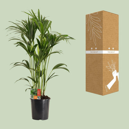 Kamerplant Kentia Howea Forsteriana H120 cm