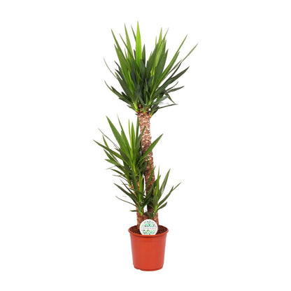 Yucca P24, 90+45+20 (3+ KOP) | [P24-H125]