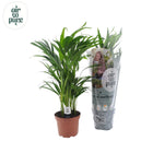 Dypsis lutescens plant Ø17x65 cm