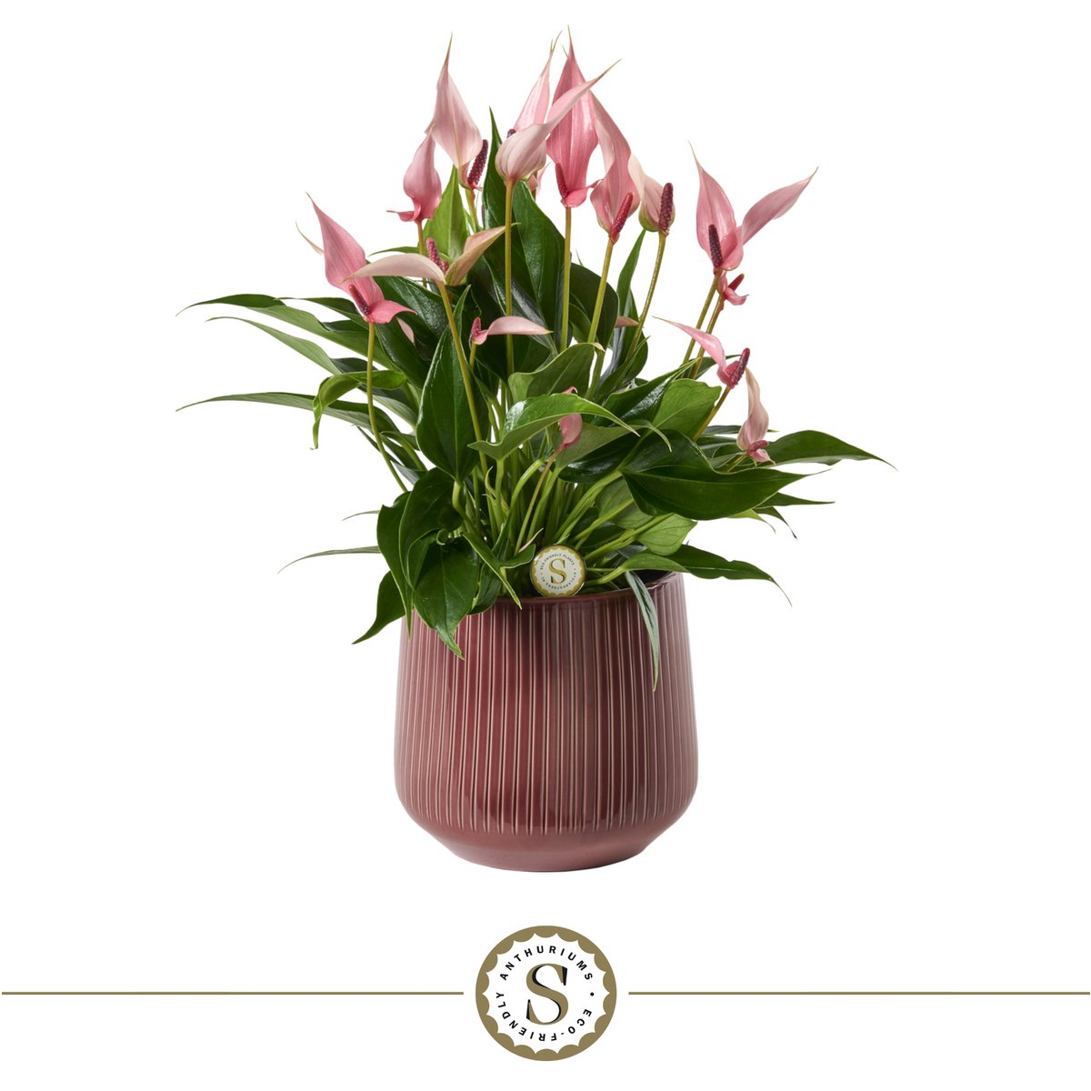 Anthurium plant met pot 40x16 cm rood keramiek