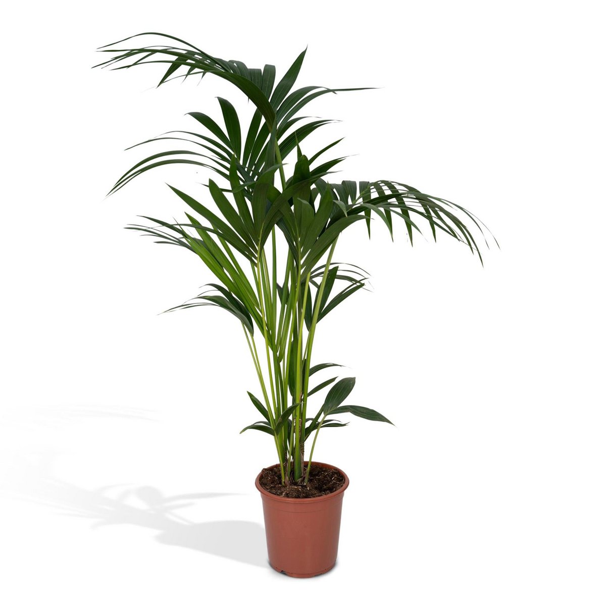 Howea Forsteriana | [P19-H100]