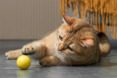 Eti Dynamische Speelbal Kat Assorti