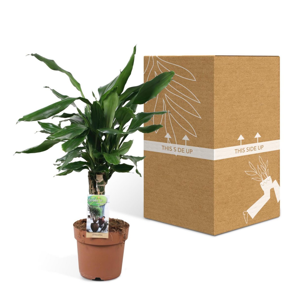 Dracaena geurstudnerer Green - ↨55cm - Ø17cm