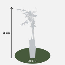 Klimplant Wisteria Rosea 65 cm Ø15 cm