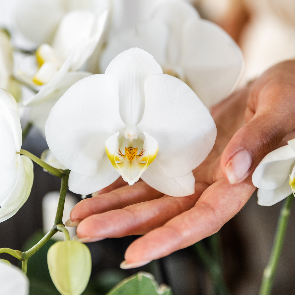 Set van 4 Witte Orchideeën in Pot Ø12 cm