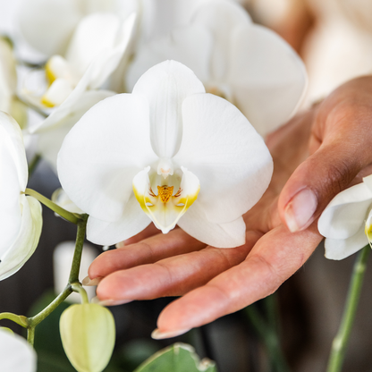 Set van 4 Witte Orchideeën in Pot Ø12 cm