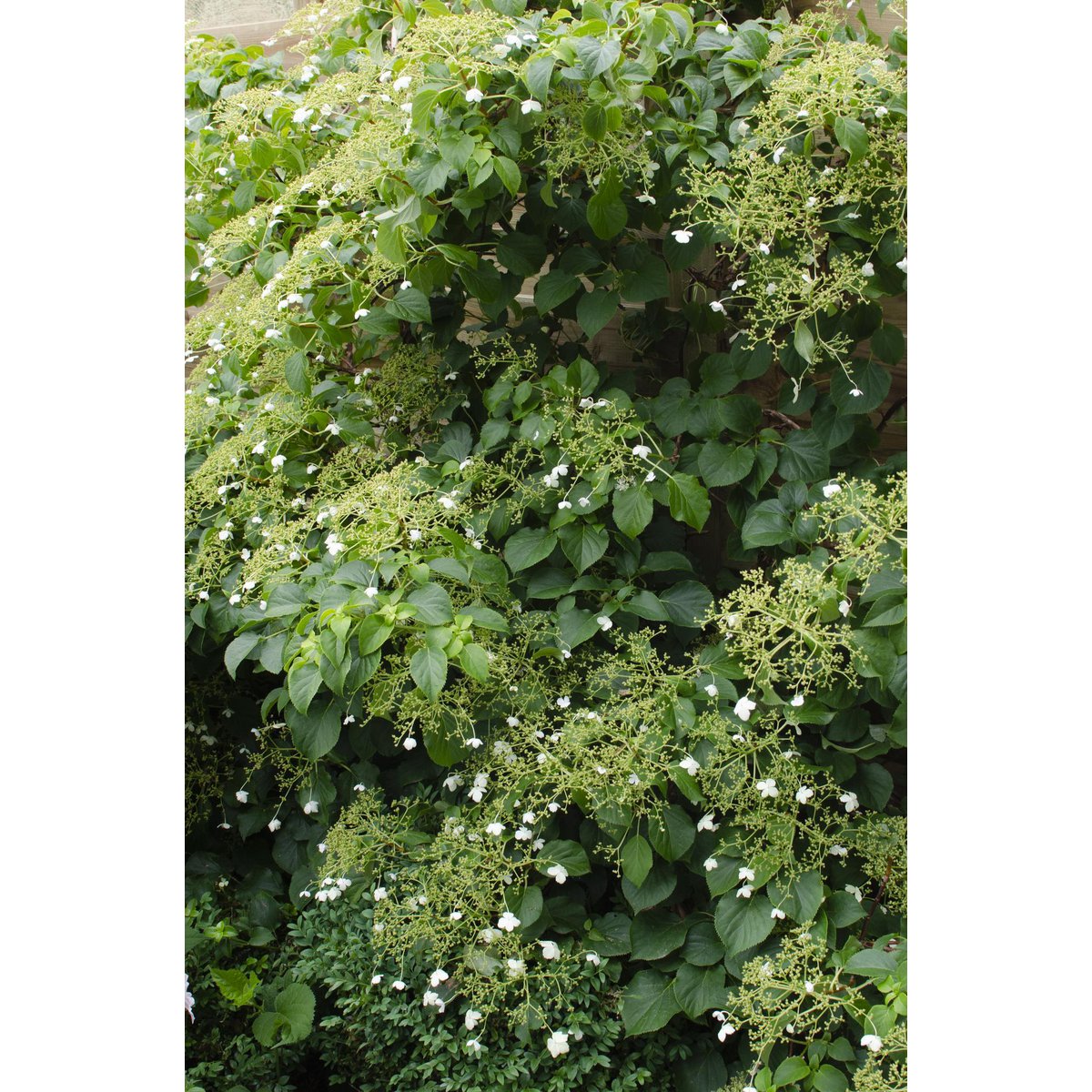 Hydrangea Petiolaris - Klimhortensia - Ø15cm - ↕65cm