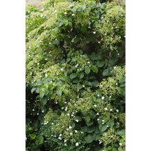 Klimhortensia Hydrangea Petiolaris Ø15cm ↕65cm