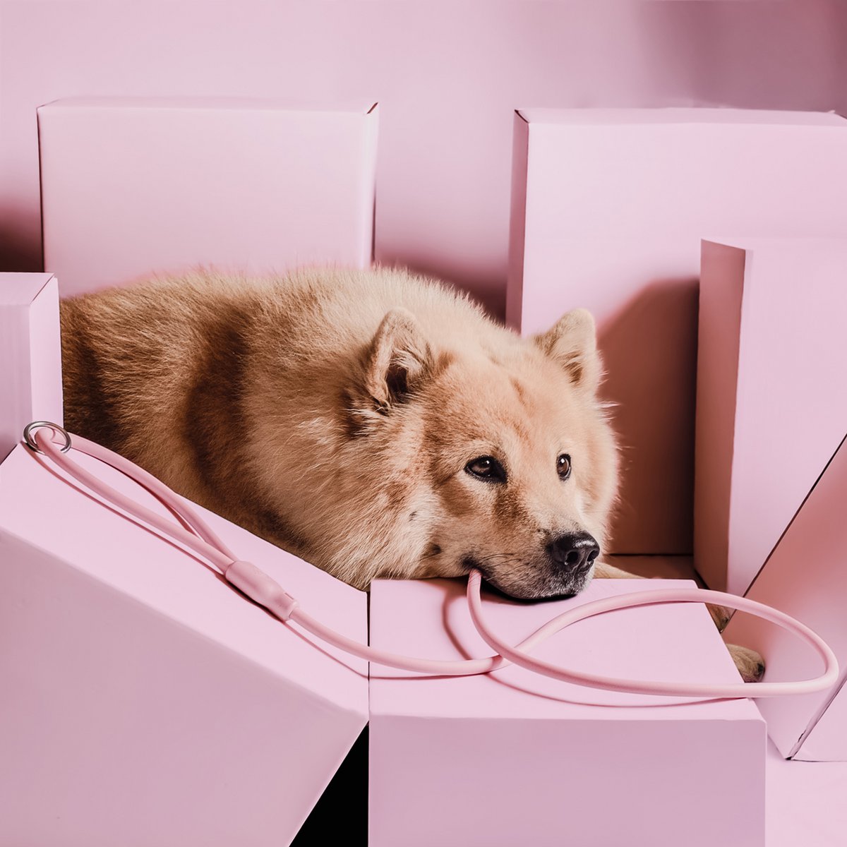 NE & No® Dog Leash "Loft Style" - Weatherproof