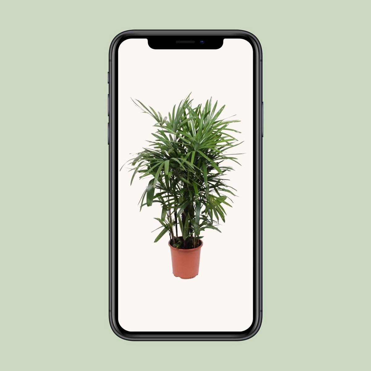 Kamerplant Rhapis excelsa vrouwenpalm P27H120