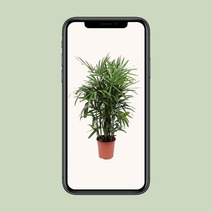 Kamerplant Rhapis excelsa vrouwenpalm P27H120