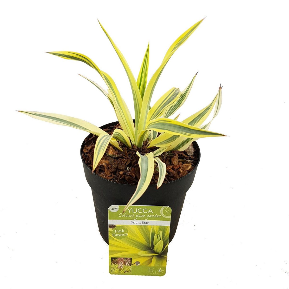 Yucca Glor. 'Bright Star' - Ø13cm - ↕20cm