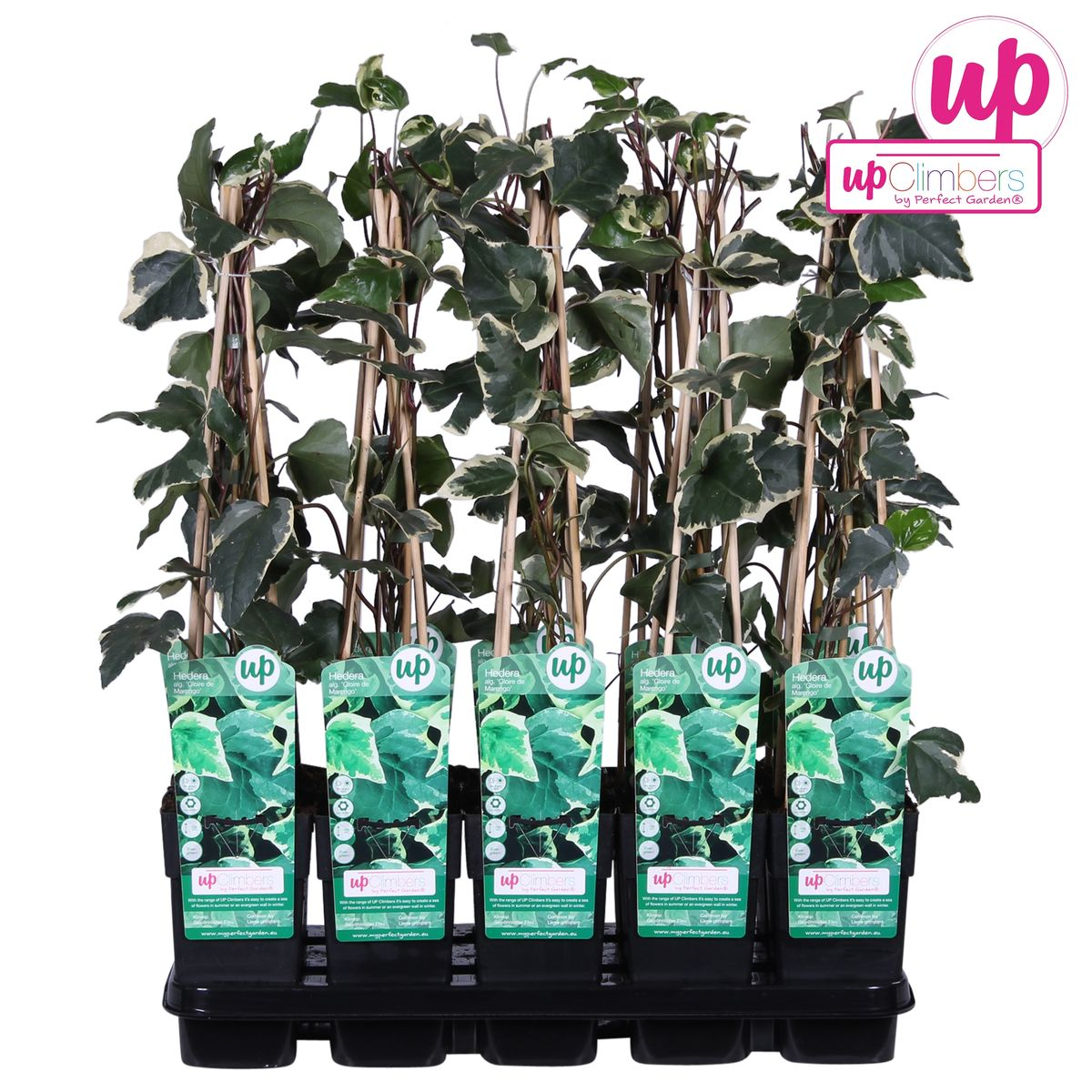 Klimop Hedera Algeriensis 'Gloire de Maren' Ø15cm 65cm