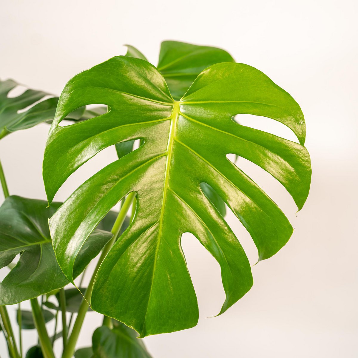 Monstera Deliciosa kamerplant 80cm pot Ø21cm met mand