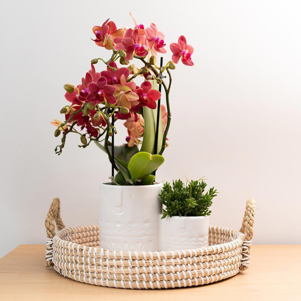 Orchidee Phalaenopsis rood Ø9 cm 2-3 takken