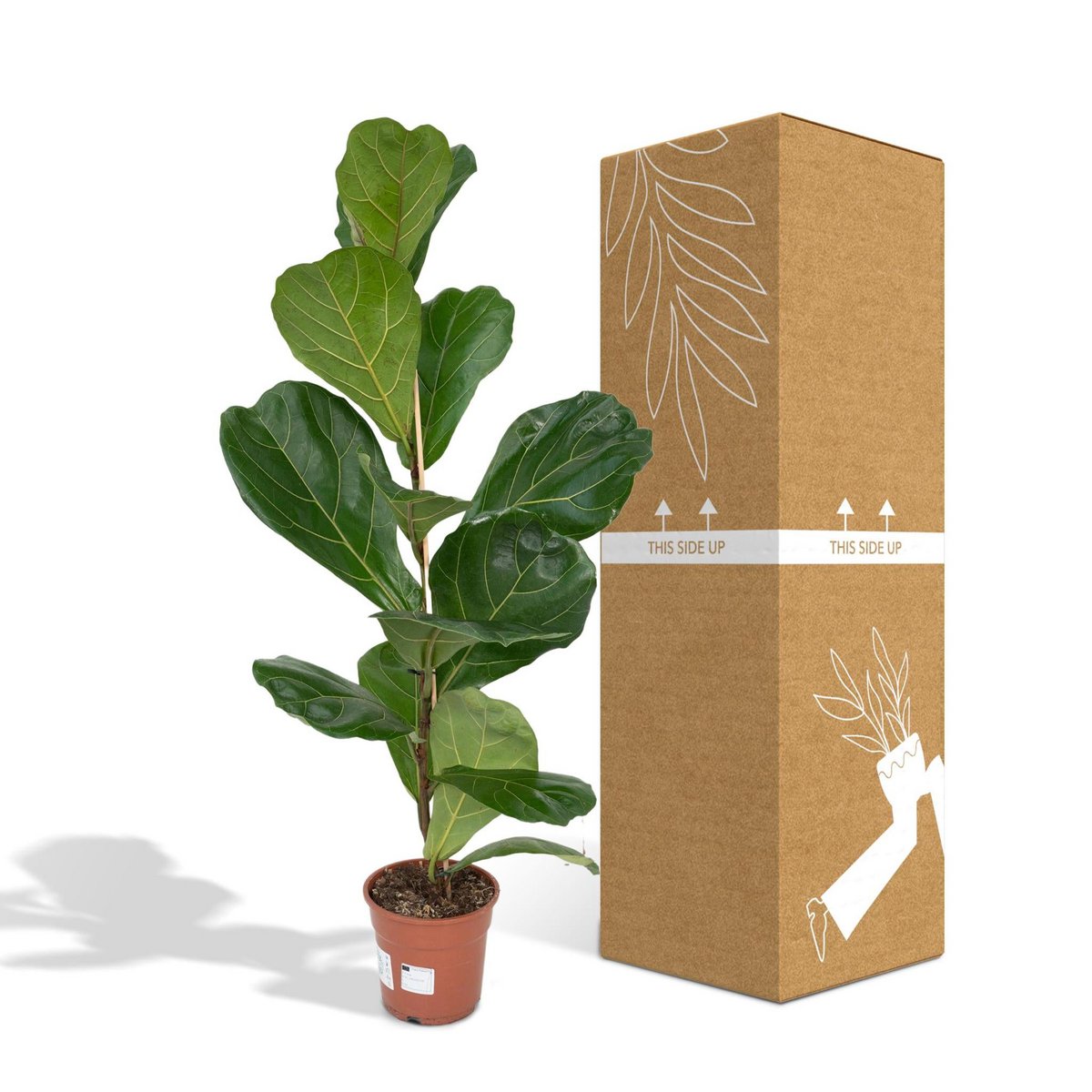 Fiddle-leaf Fig - Rubber Plant - Ø17cm - ↕75cm