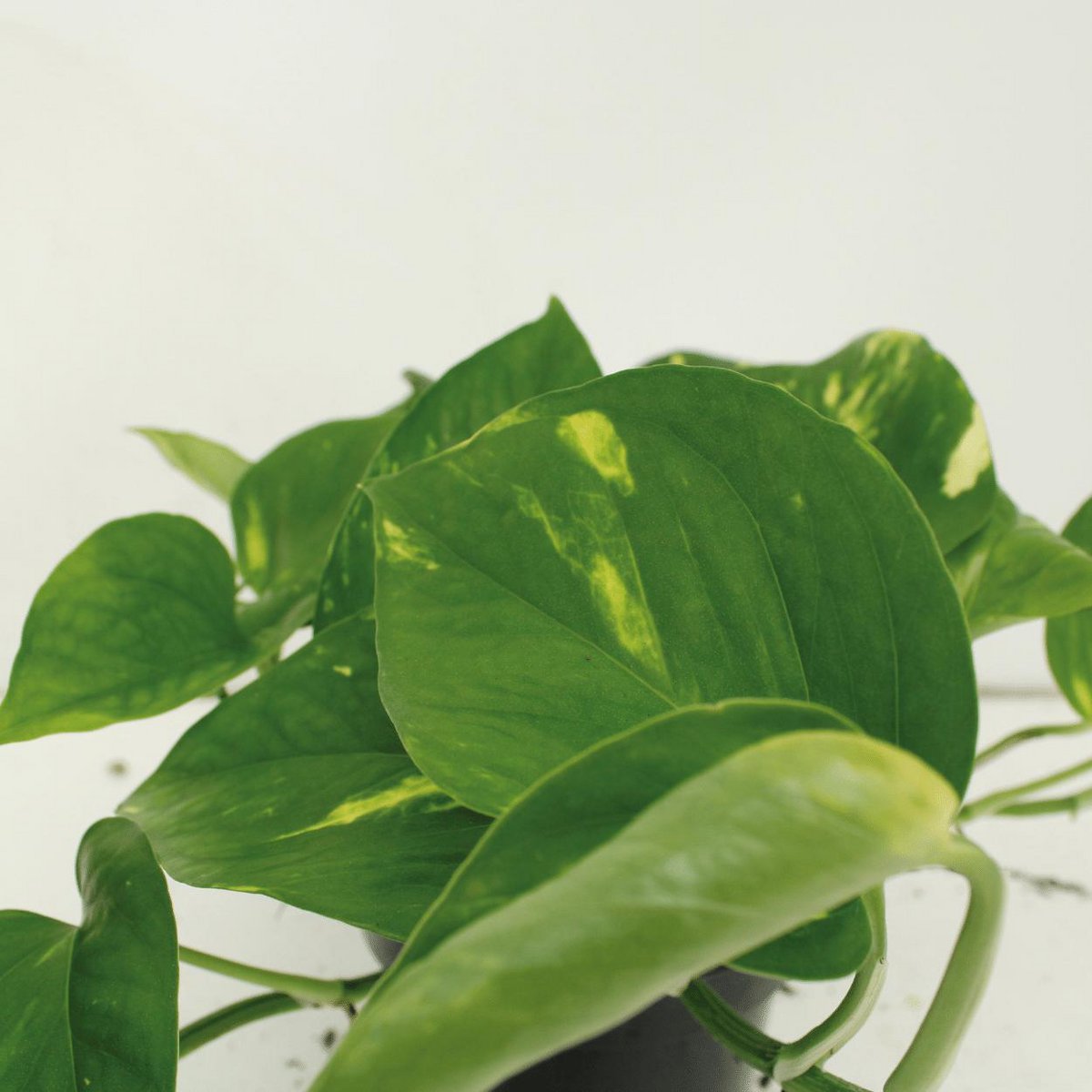 Kamerplant Epipremnum Aureum 4 stuks ø12cm 20cm