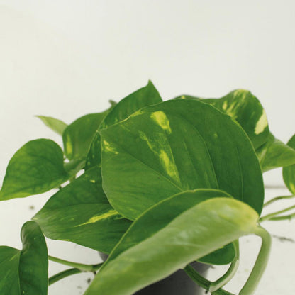 Kamerplant Epipremnum Aureum 4 stuks ø12cm 20cm