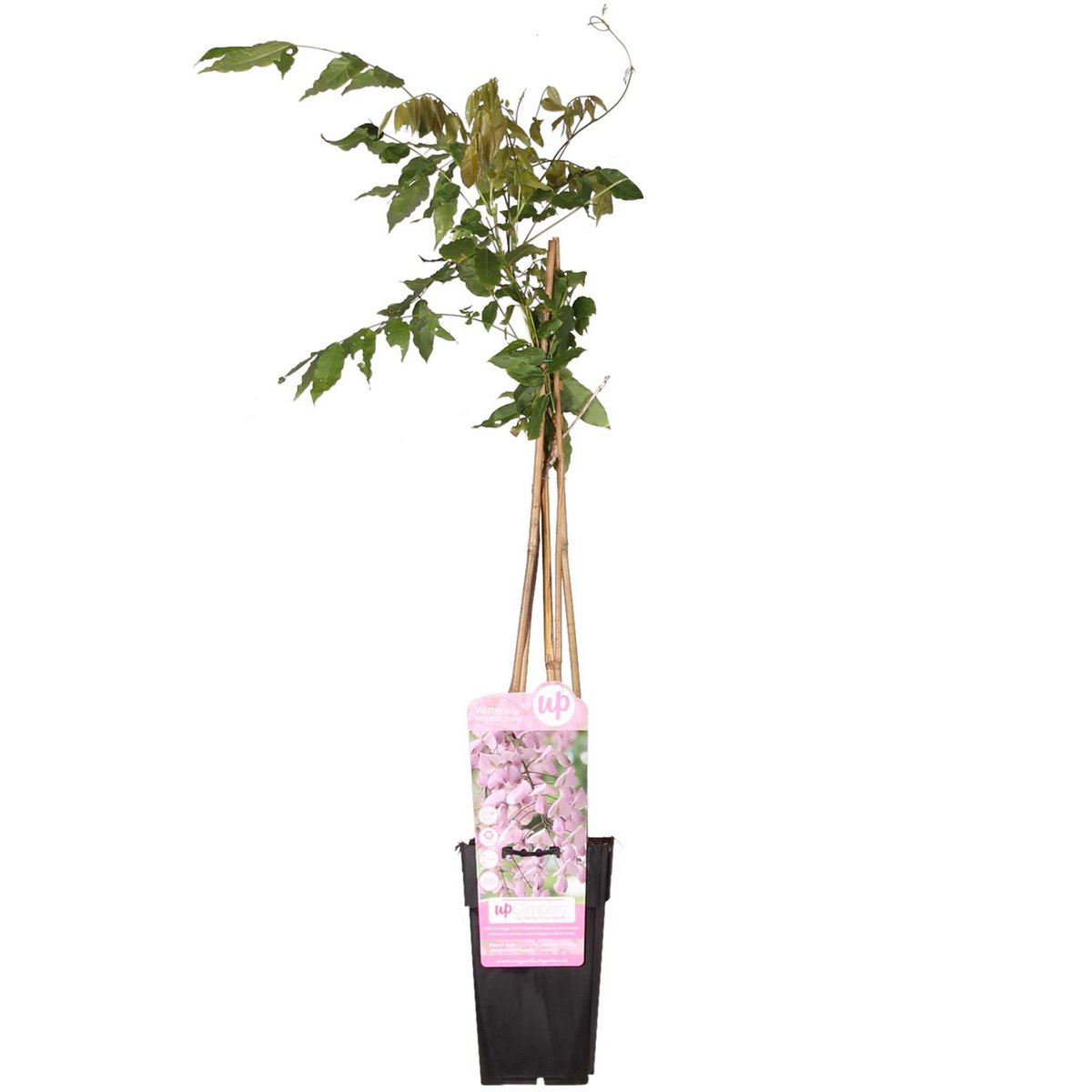 Klimplant Wisteria Rosea 65 cm Ø15 cm