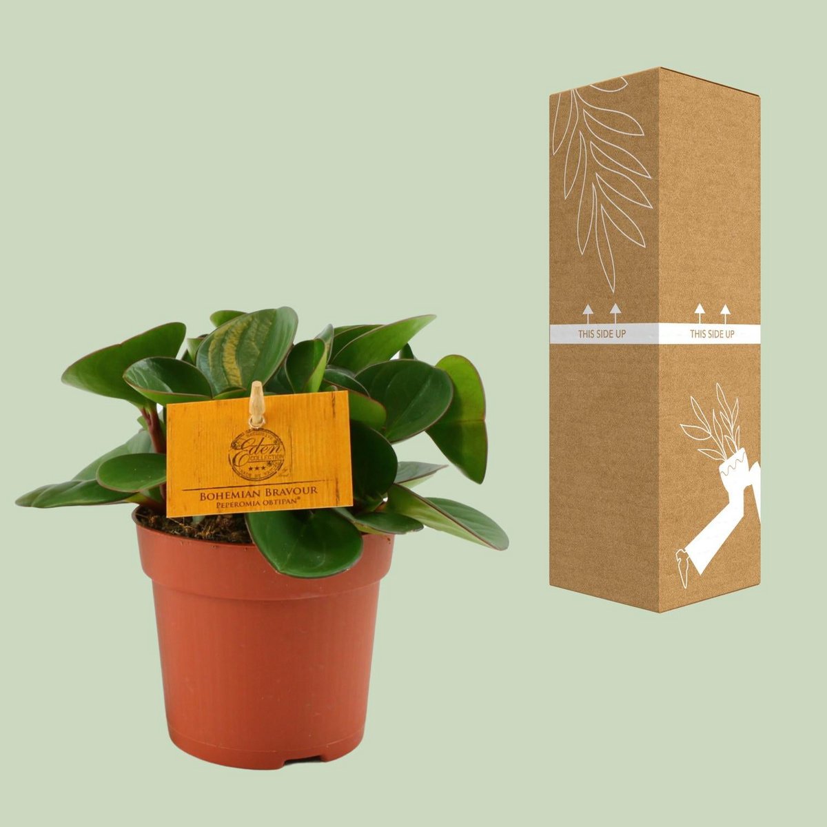 Peperomia Obtipan kamerplant Ø11cm ↕15cm