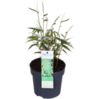 Fargesia rufa - Non-invasive bamboo - Ø29cm - ↕80cm - Ø14 - ↨40cm