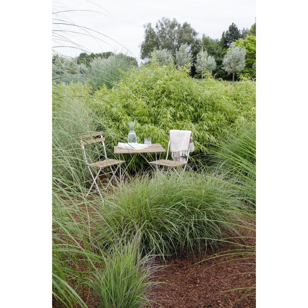 Fargesia rufa - Niet woekerende bamboe - Ø29cm - ↕80cm - Ø14 - ↨40cm