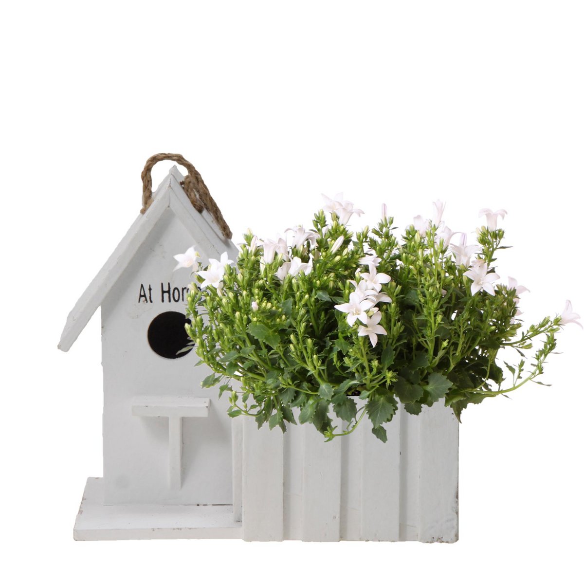 Witte Klokjesbloem in Houten Vogelhuisje-pot – Vaste Plant