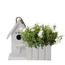 Witte Klokjesbloem in Houten Vogelhuisje-pot – Vaste Plant