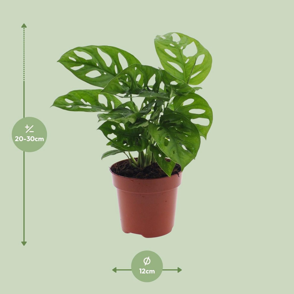 Monstera Monkey Leaf gatenplant Ø12cm ↕30cm