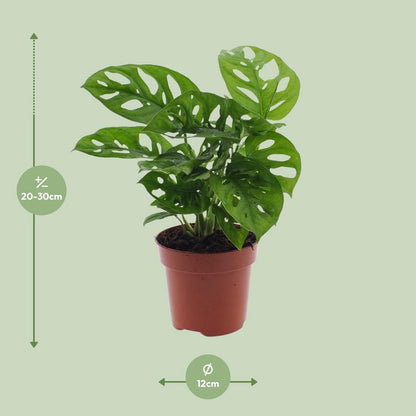 Monstera Monkey Leaf gatenplant Ø12cm ↕30cm