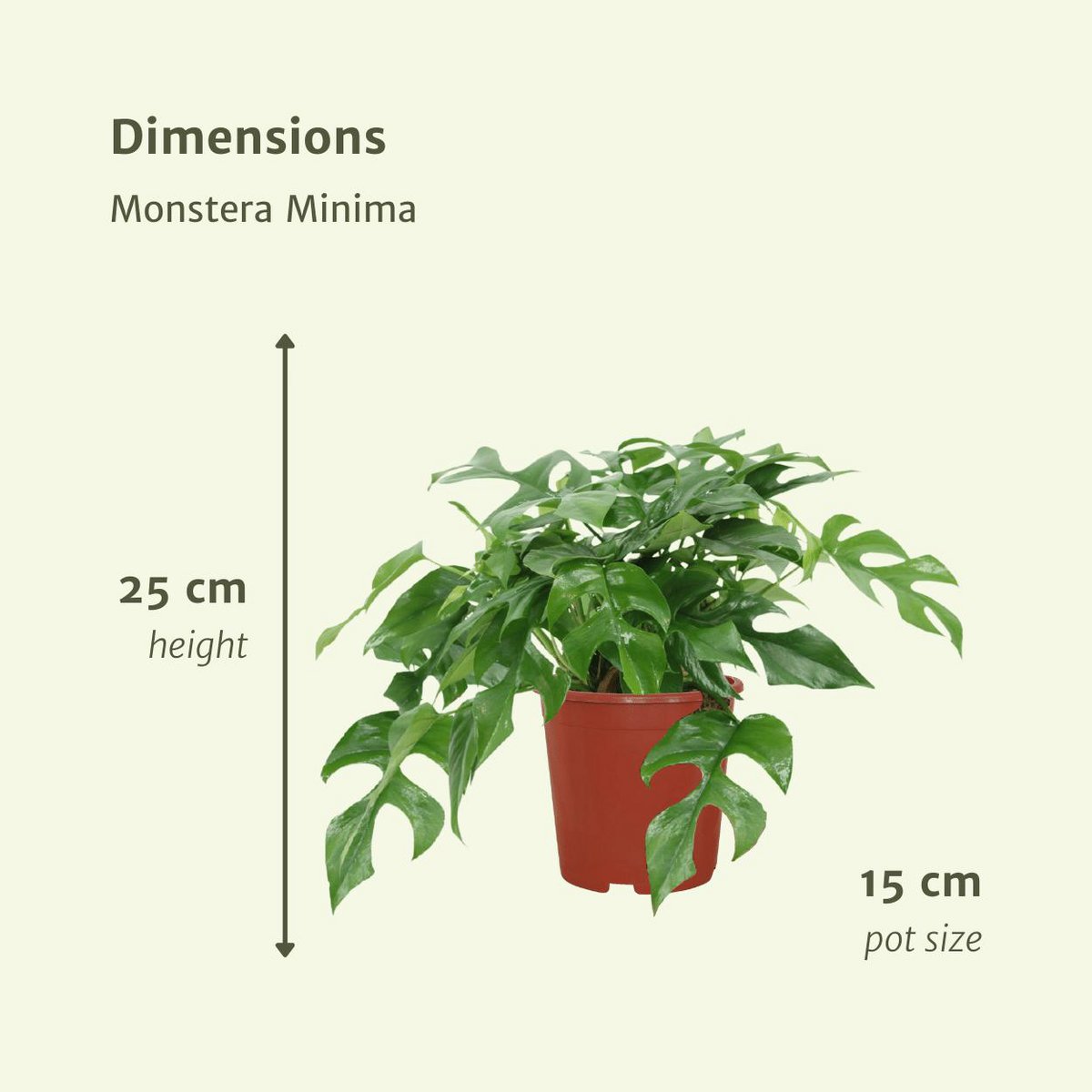 Monstera Minima set van 2 stuks Ø15 cm