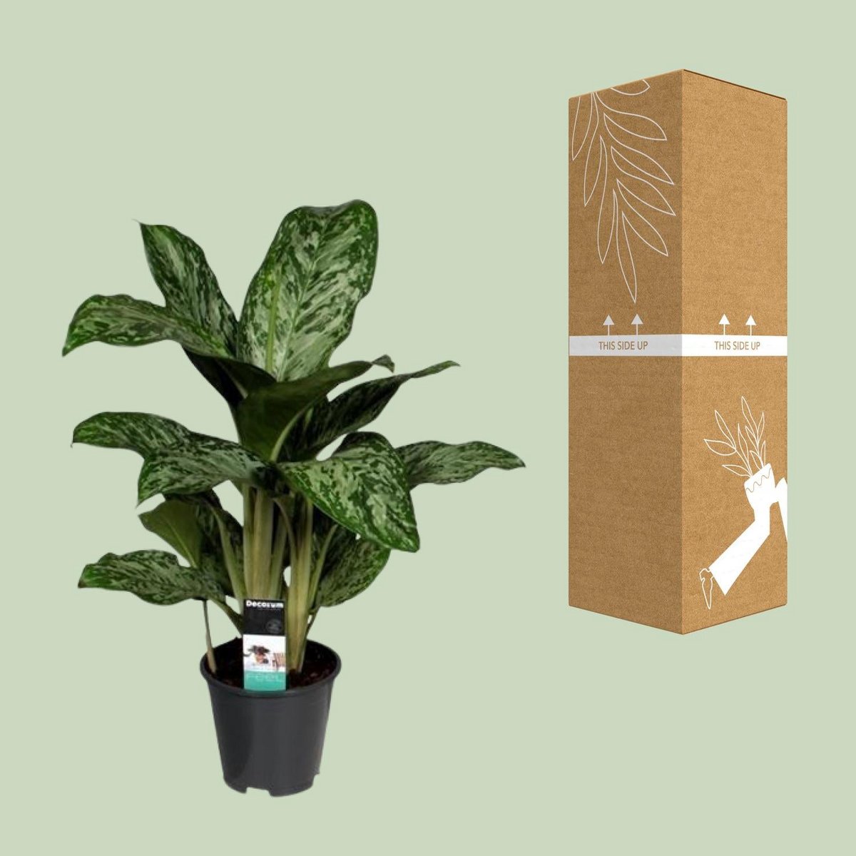 Aglaonema Greenlight kamerplant Ø17cm 60cm