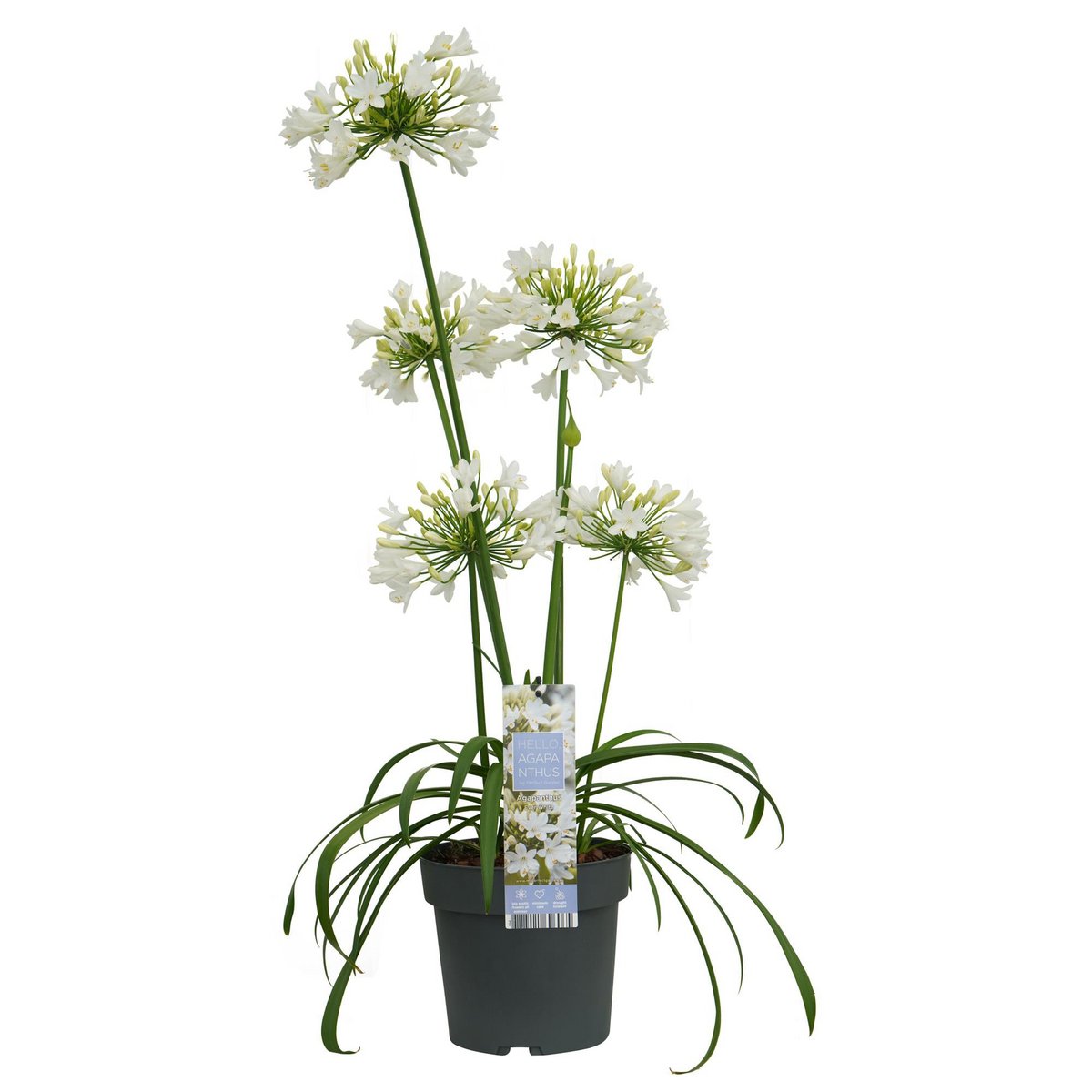 Agapanthus 'Ever White' pot Ø19cm 30cm