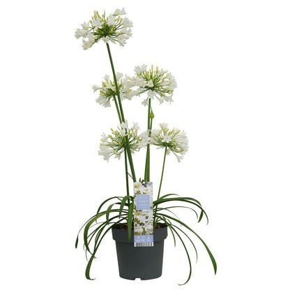Agapanthus 'Ever White' pot Ø19cm 30cm